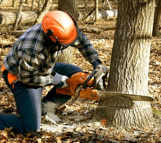 Tree Removal in Warfield, VA